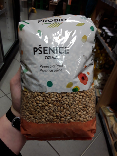 Pšenice ozimá