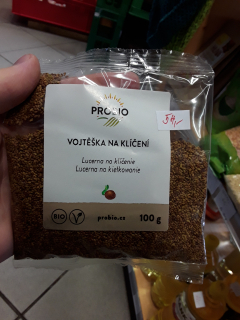 Vojtěška na klíčení